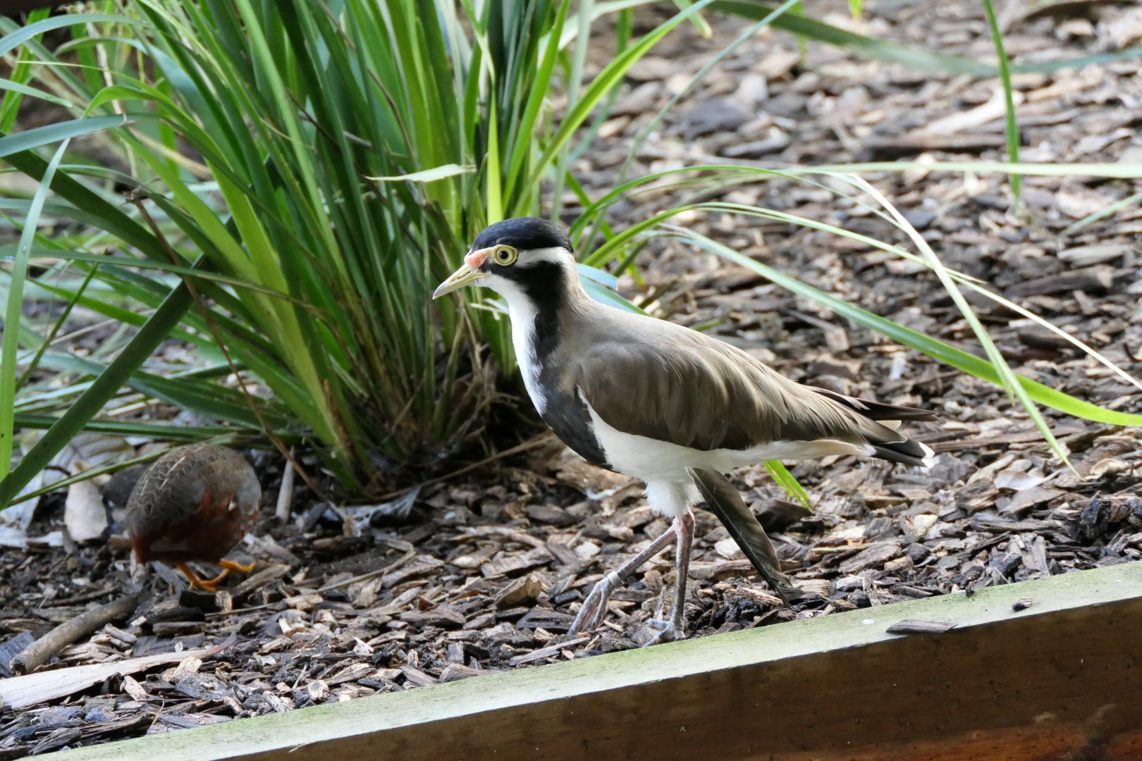 Banded Lapwing