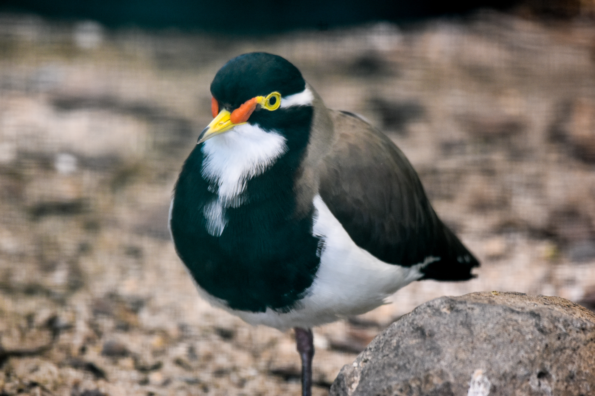 Banded Lapwing