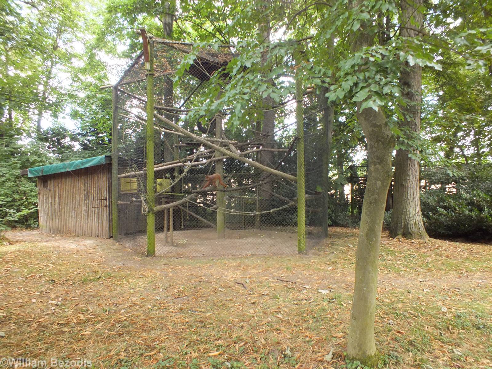 Banded Leaf Monkey Enclosure