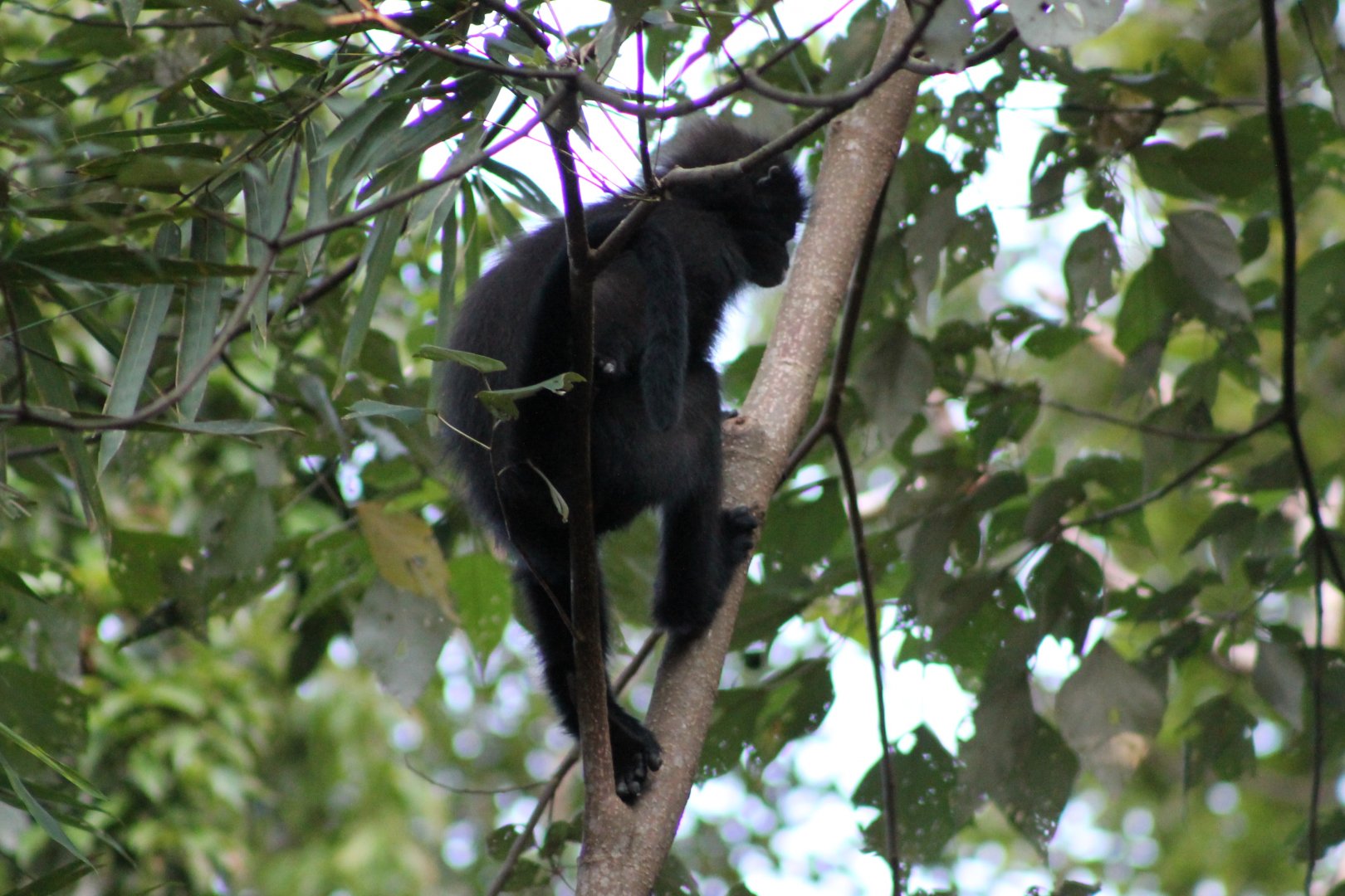 Banded Leaf Monkey (Presbytis femoralis robinsoni)