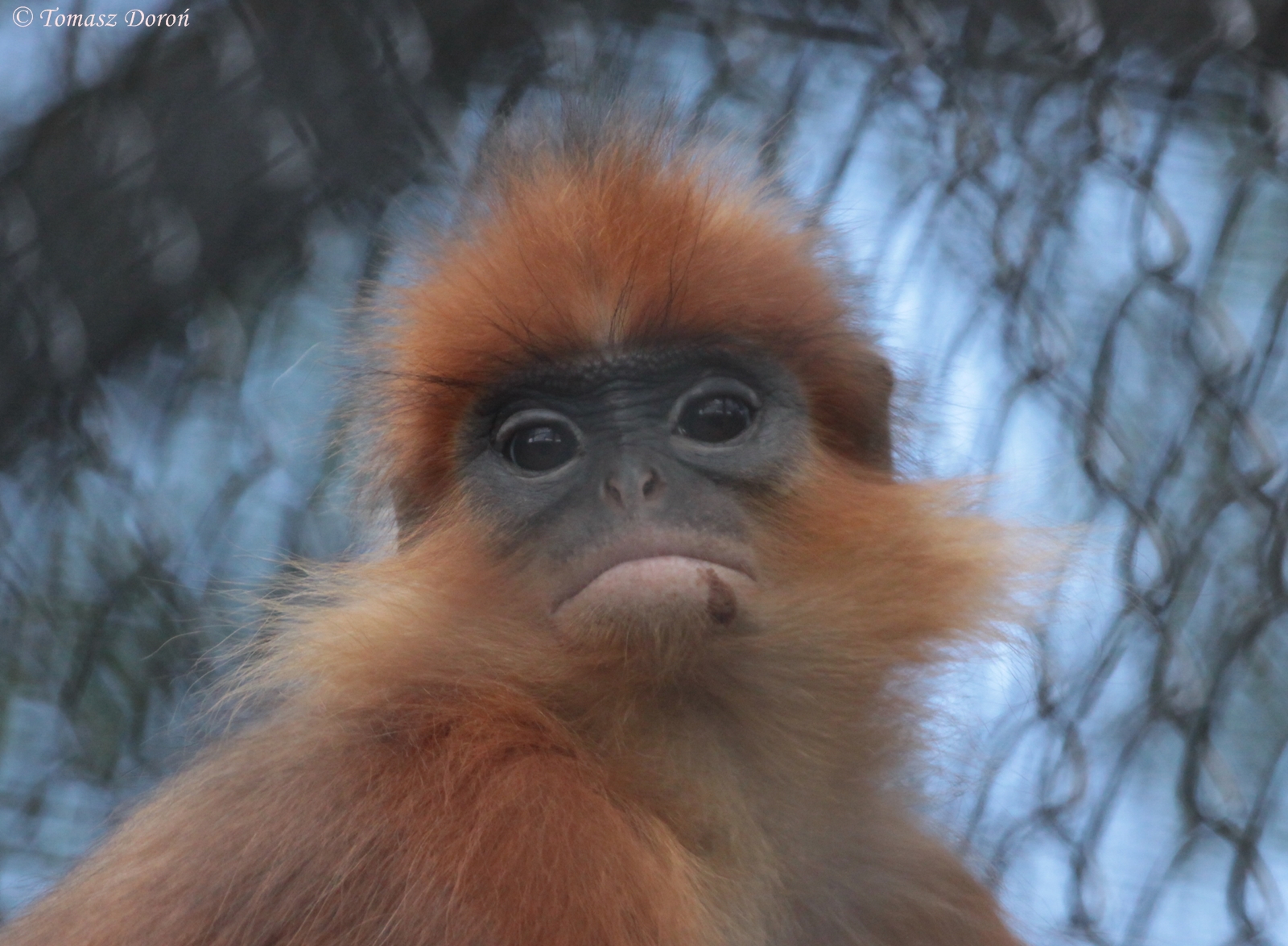 Banded Leaf Monkey (Presbytis melalophos)
