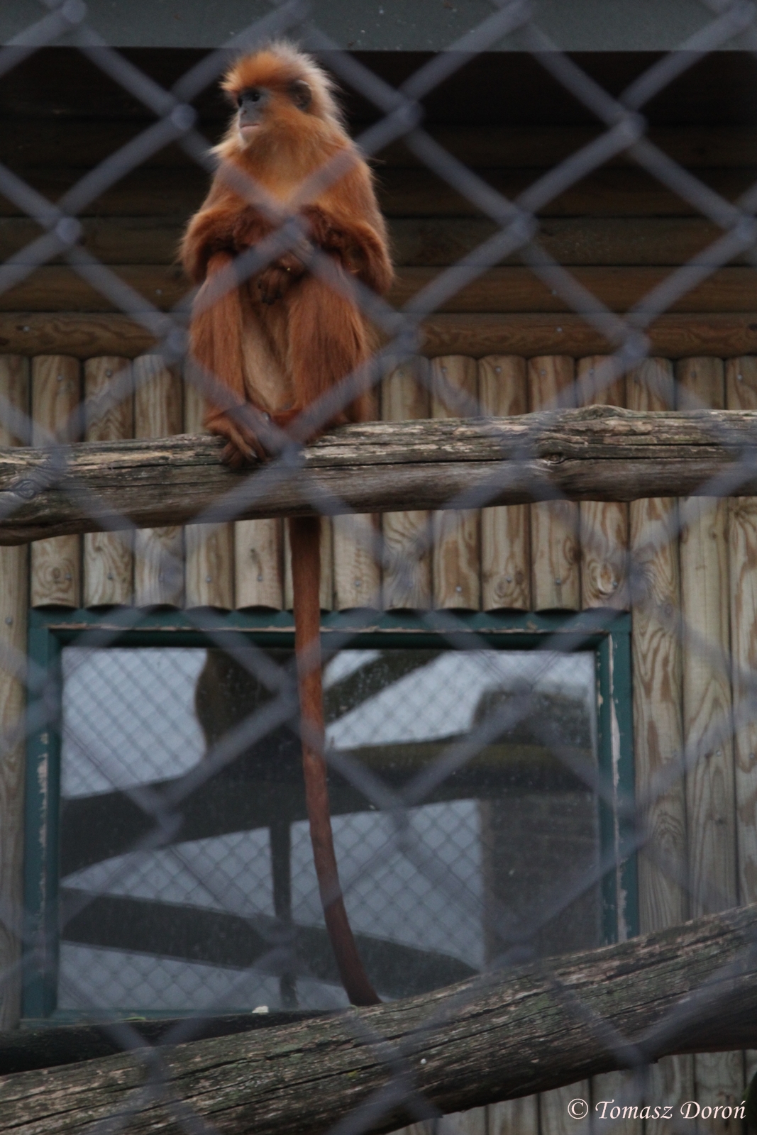 Banded Leaf Monkey (Presbytis melalophos)