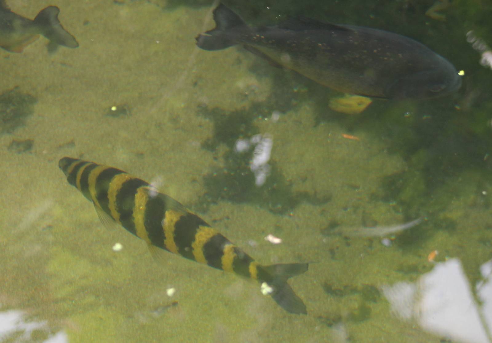 Banded leporinus and Red piranha