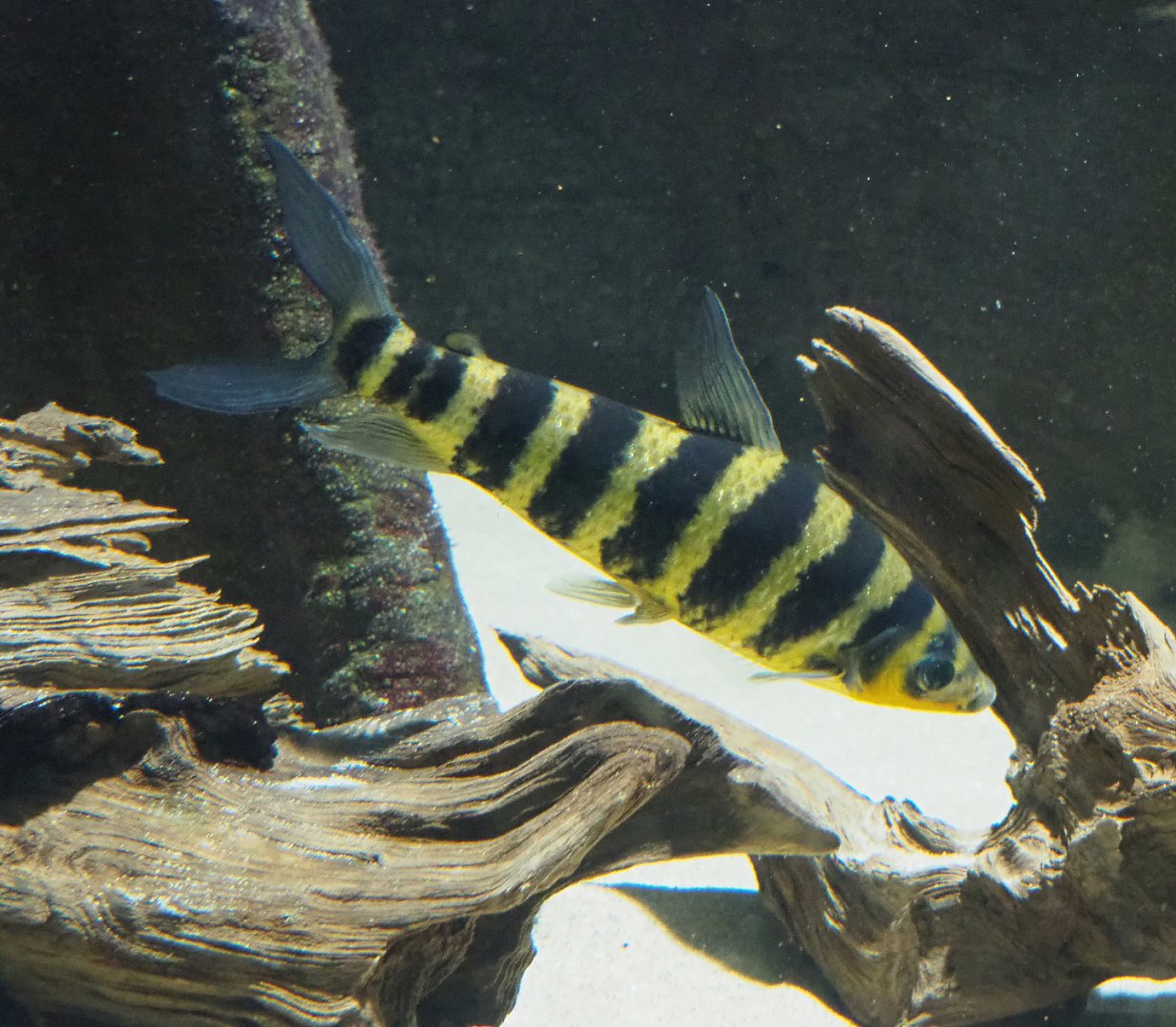 Banded Leporinus (Leporinus fasciatus), 2022-03-16