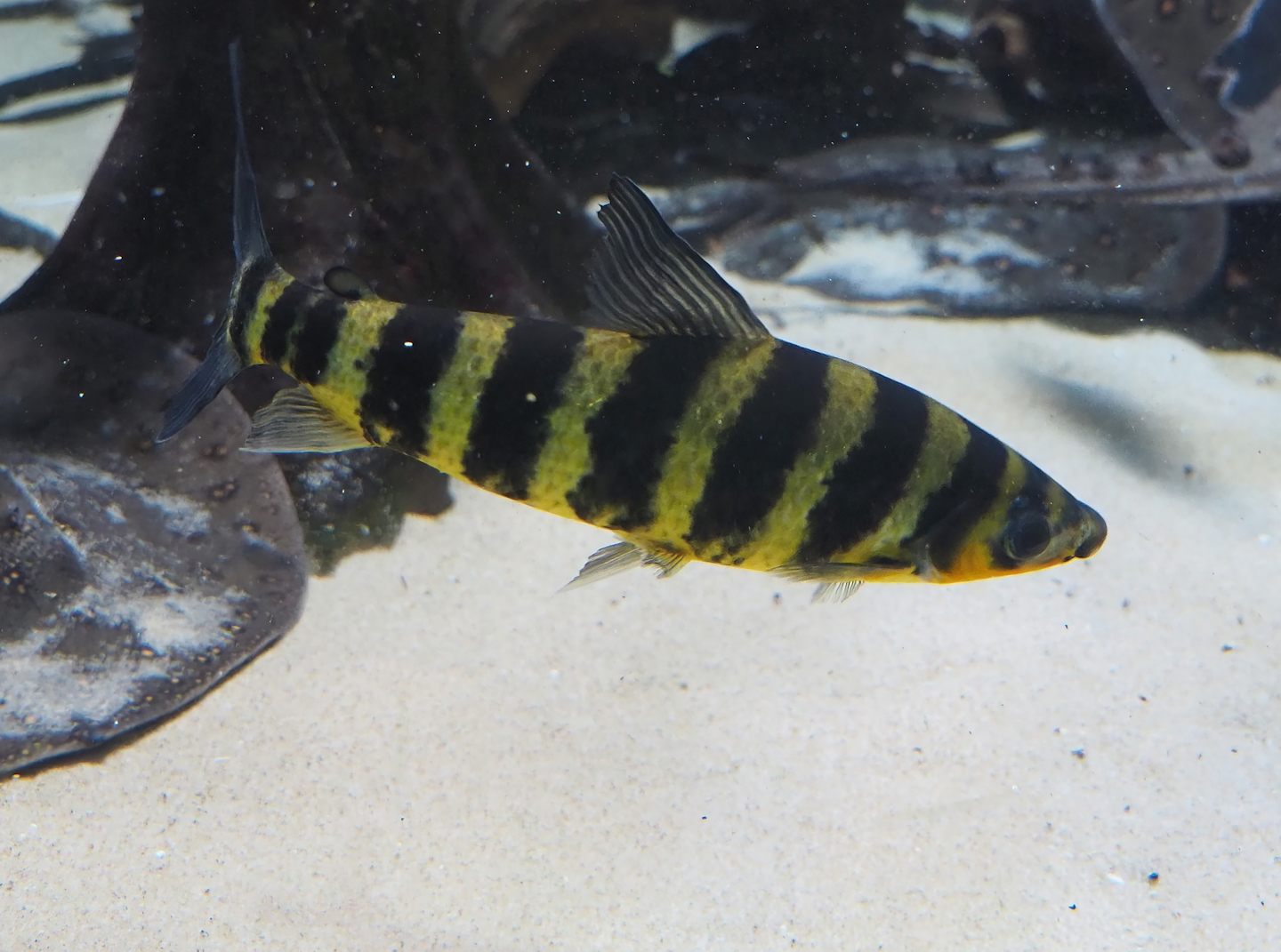 Banded Leporinus (Leporinus fasciatus), 2022-09-04
