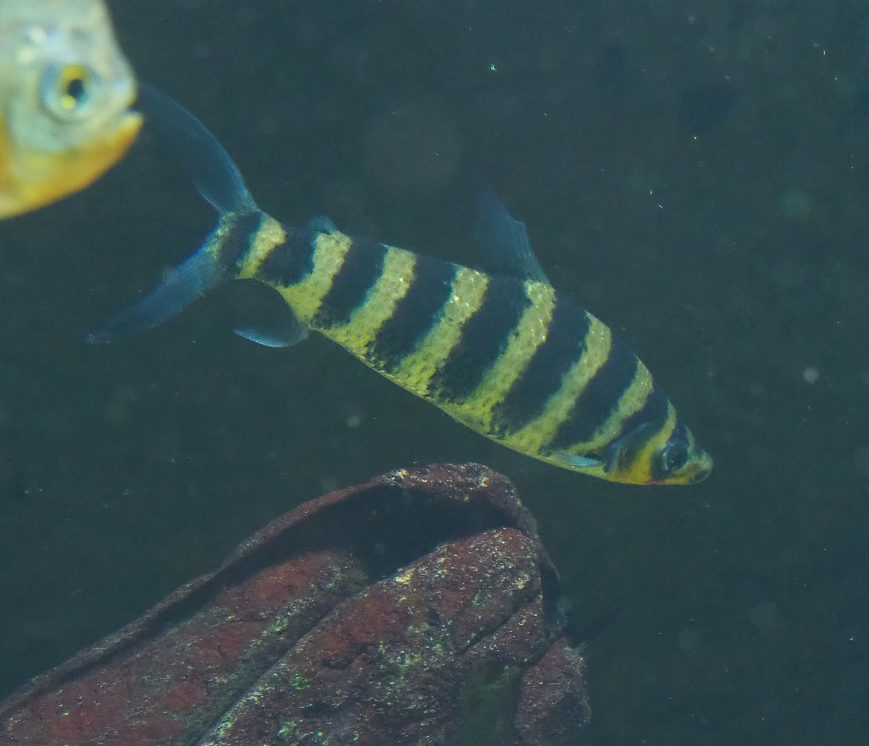 Banded Leporinus (Leporinus fasciatus), 2023-07-02