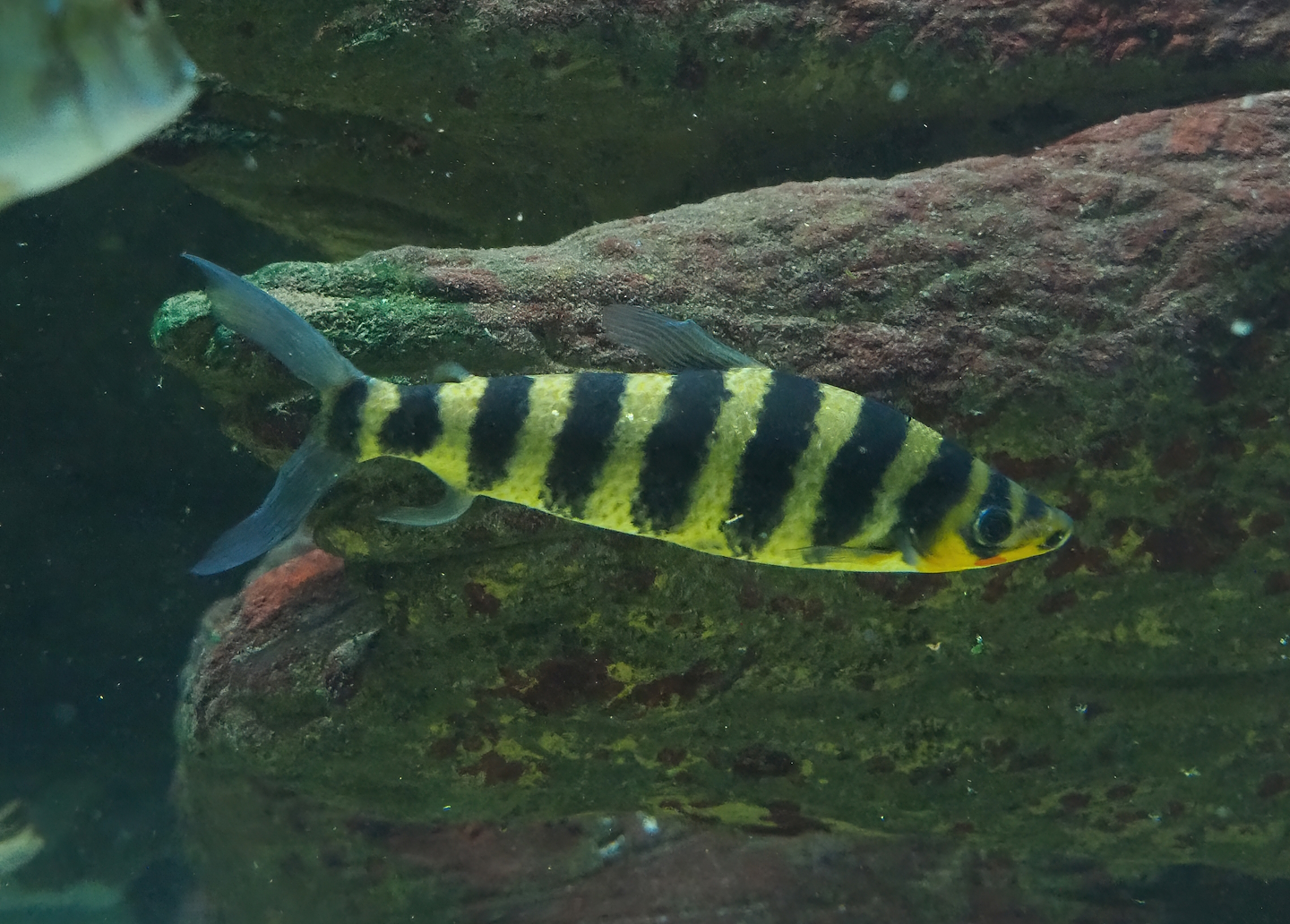 Banded Leporinus (Leporinus fasciatus), 2023-07-22