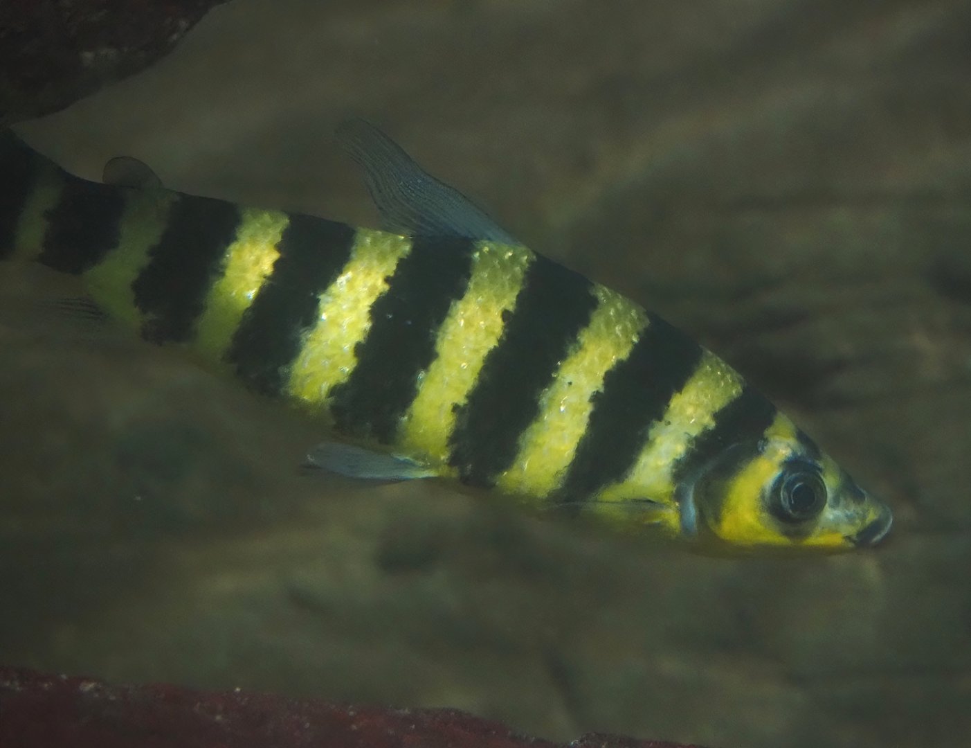 Banded Leporinus (Leporinus fasciatus), 2024-03-09