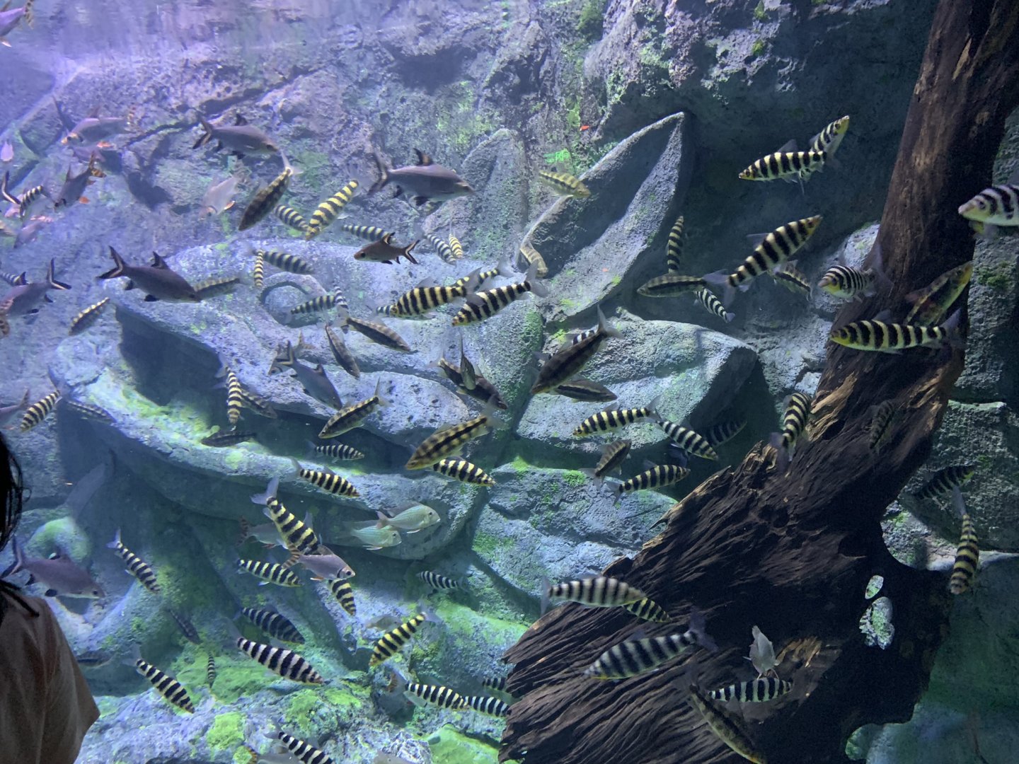 Banded leporinus (Leporinus fasciatus) tank