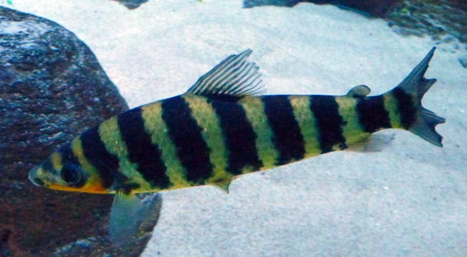 Banded leporinus (Leporinus fasciatus)
