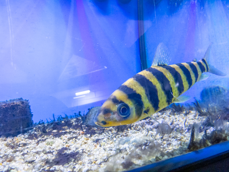 Banded leporinus (Leporinus fasciatus)