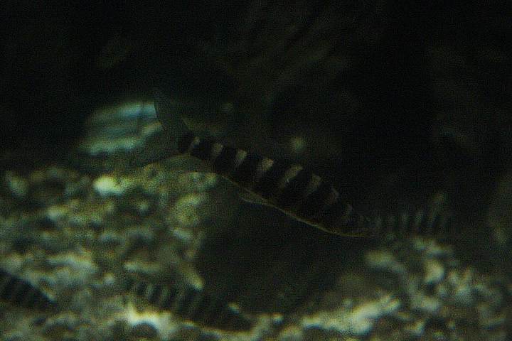 Banded leporinus (Leporinus fasciatus)