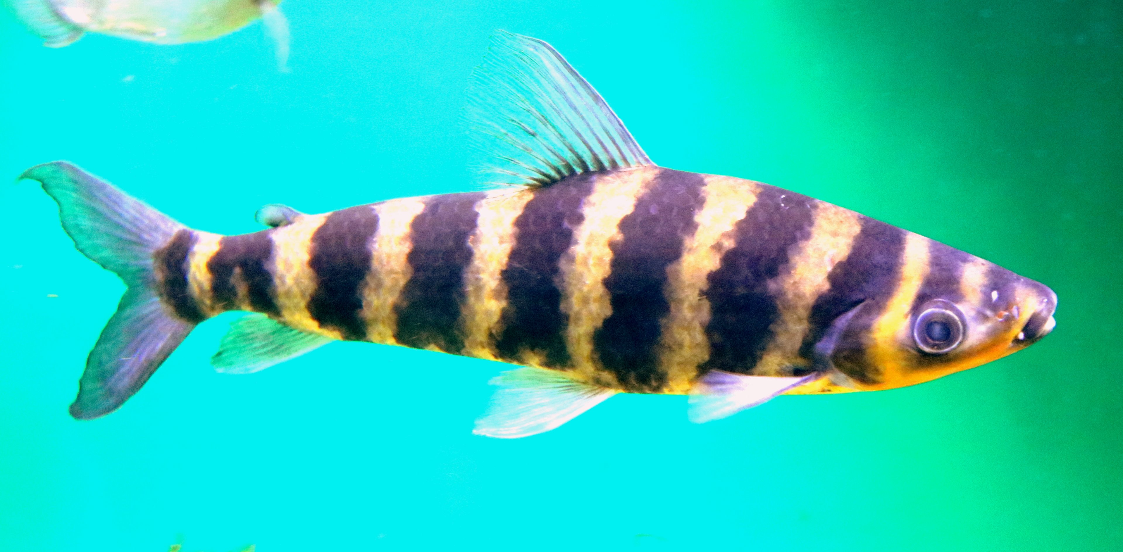 Banded leporinus; Vasco da Gama Aquarium, Lisbon; 8th April 2019