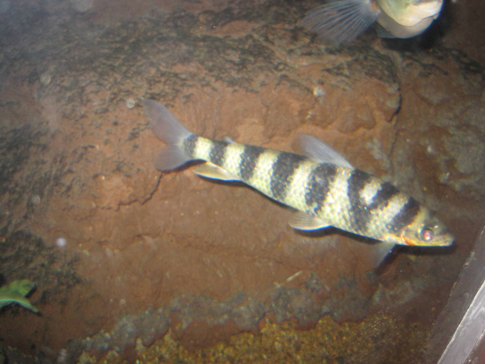 Banded Leporinus