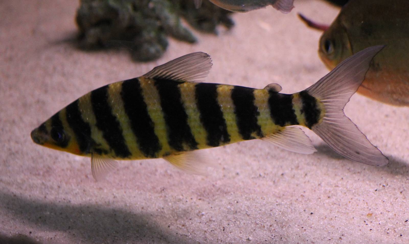 Banded leporinus
