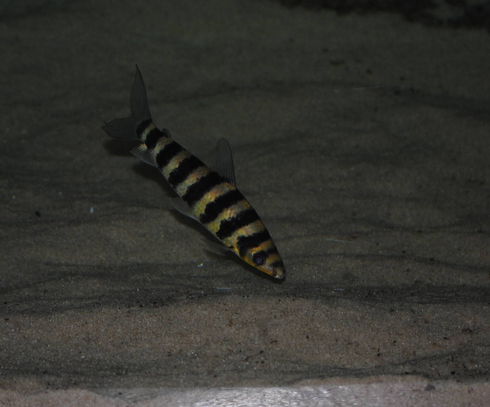 Banded Leporinus