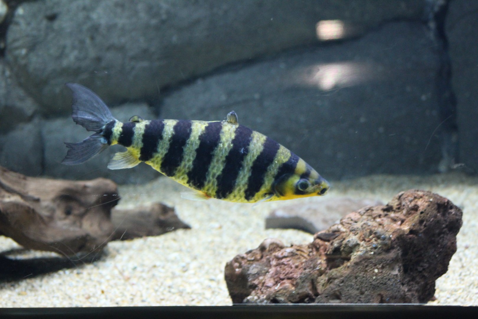 Banded Leporinus
