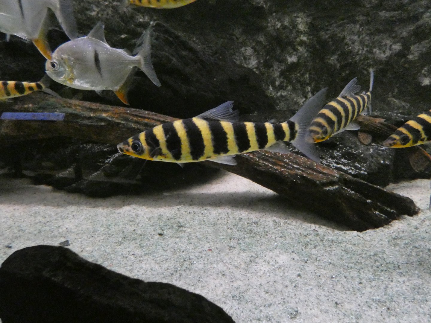 Banded leporinus