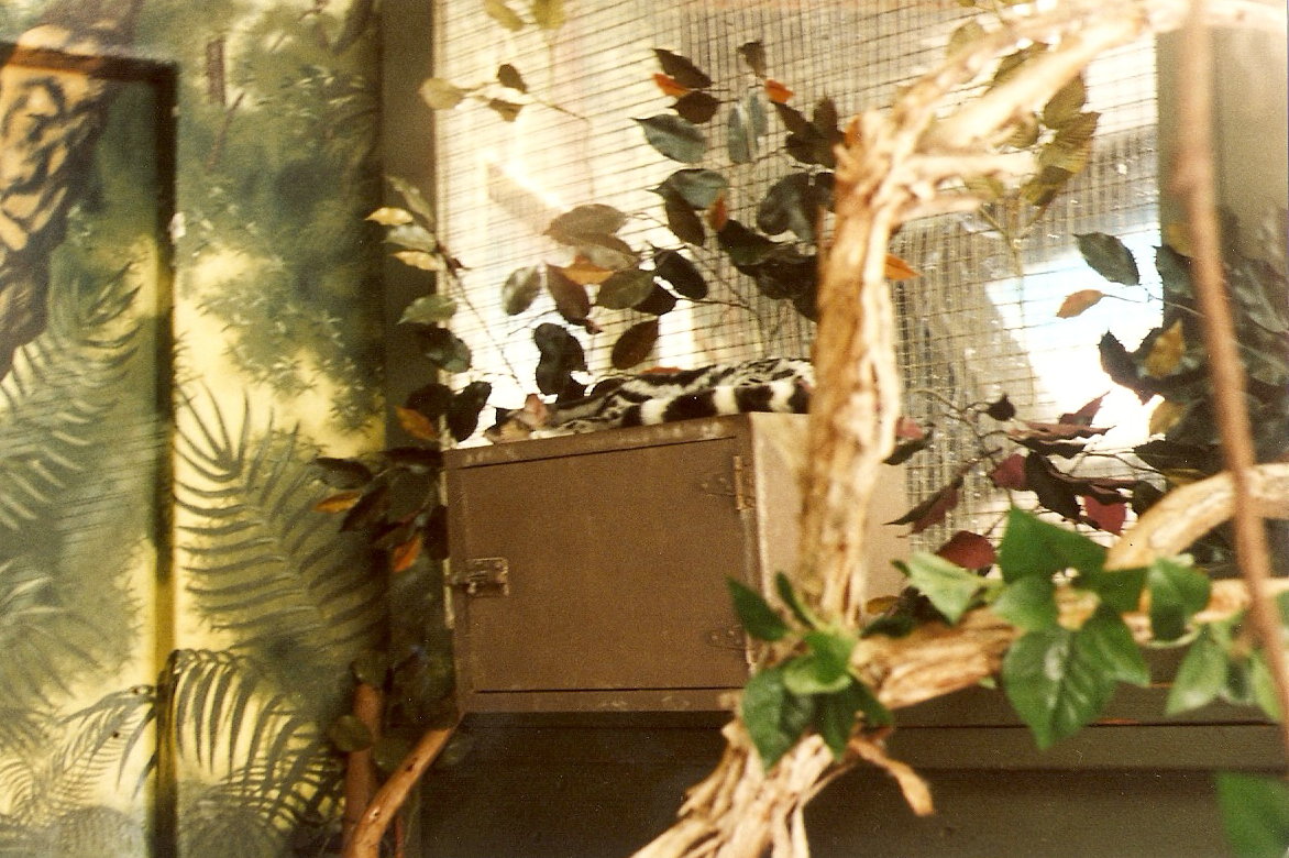 Banded Linsang at San Diego WAP, 1998