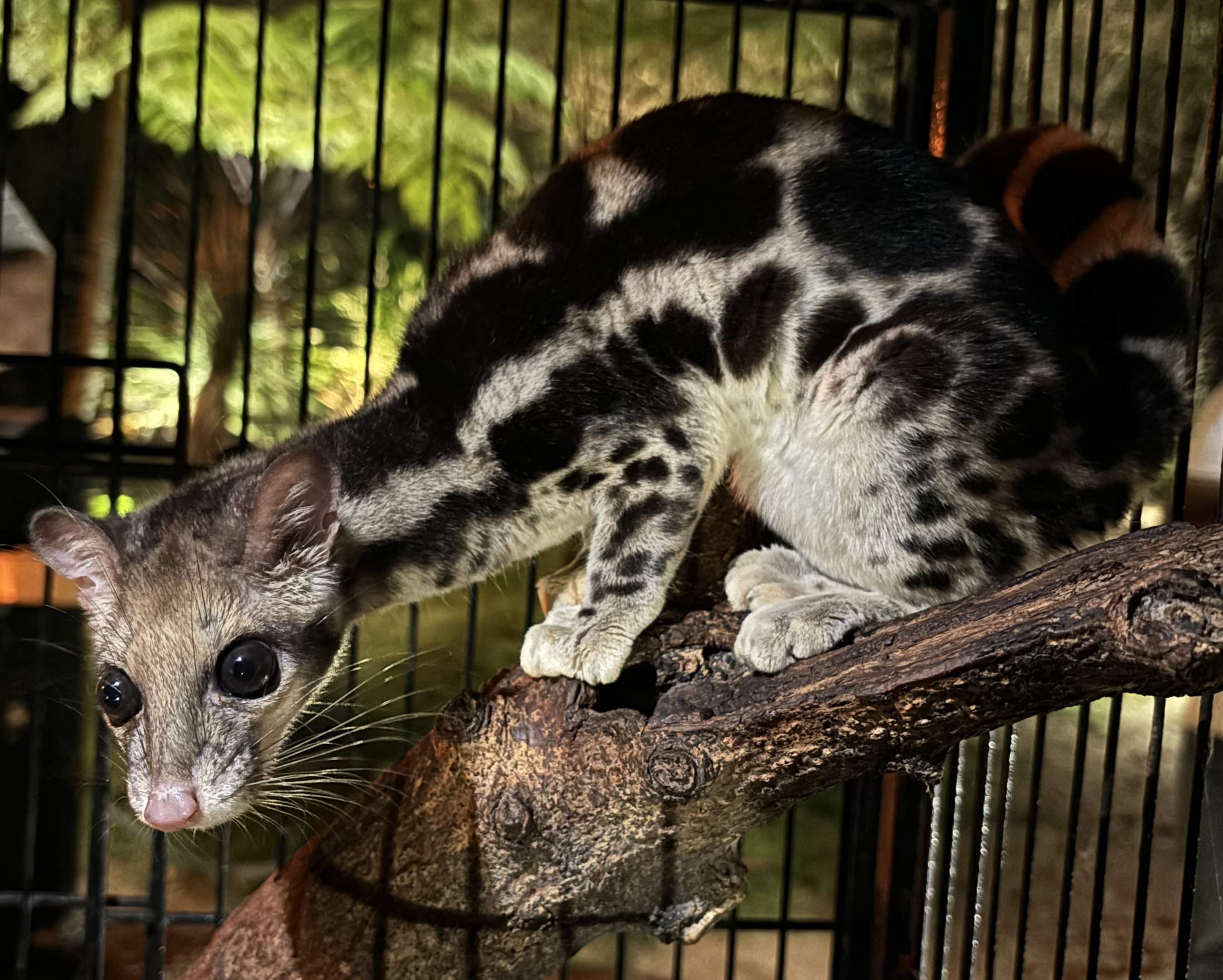 Banded Linsang - Faunaland Off-Show Zoo & Wildlife Breeding Centre