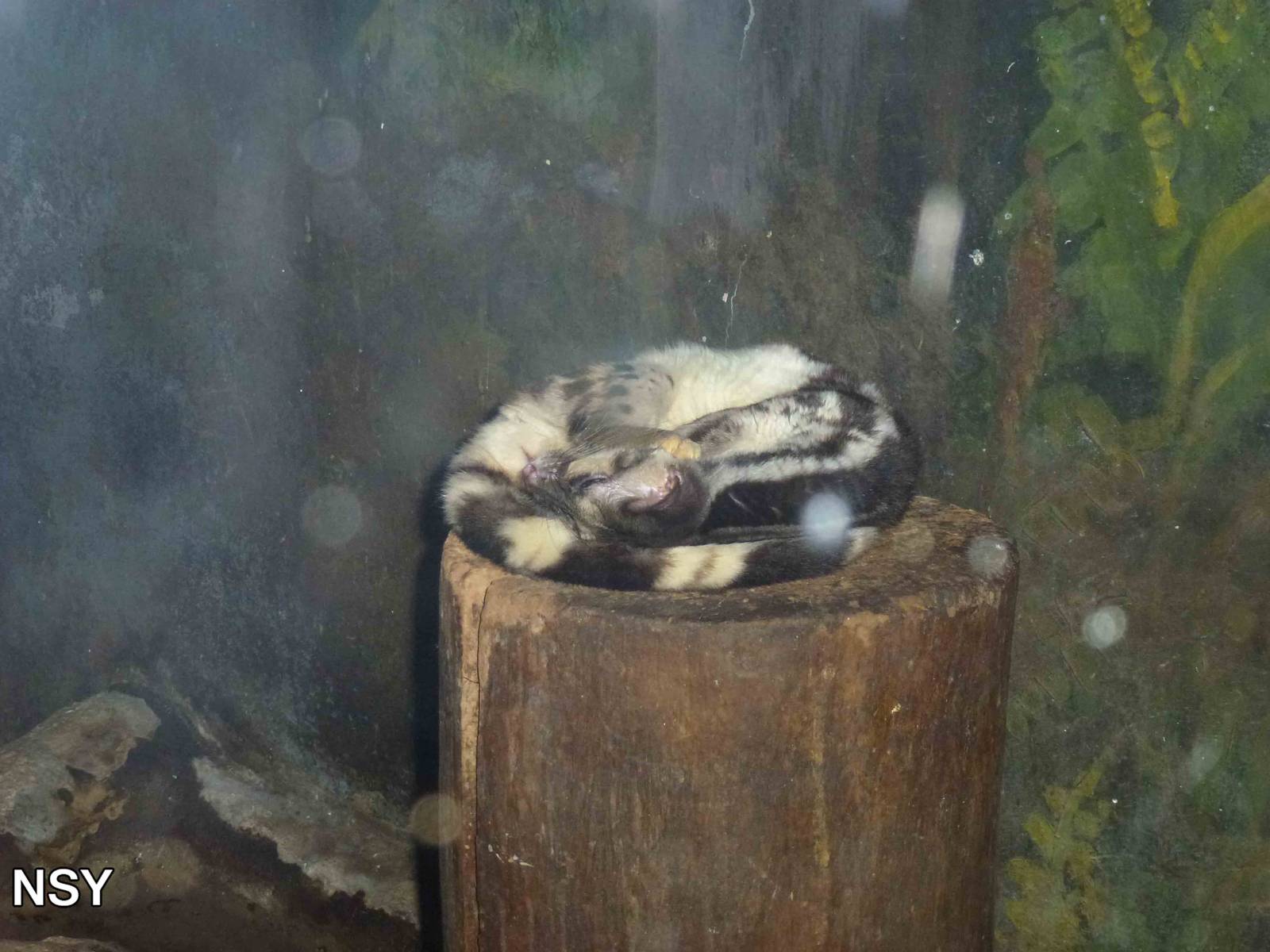 Banded linsang, June 2013.