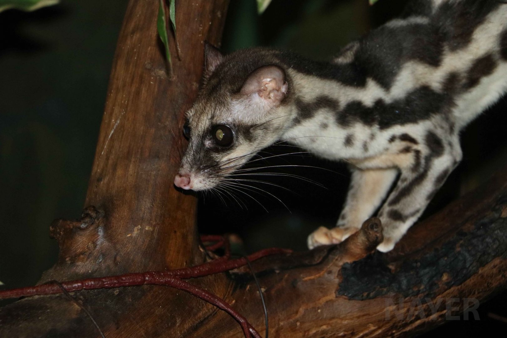 Banded linsang, June 2016