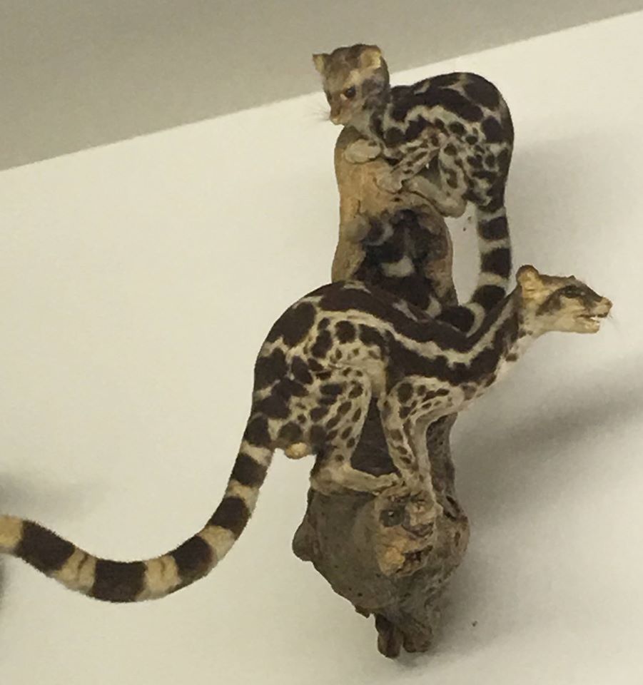 Banded Linsang (Prionodon linsang linsang)