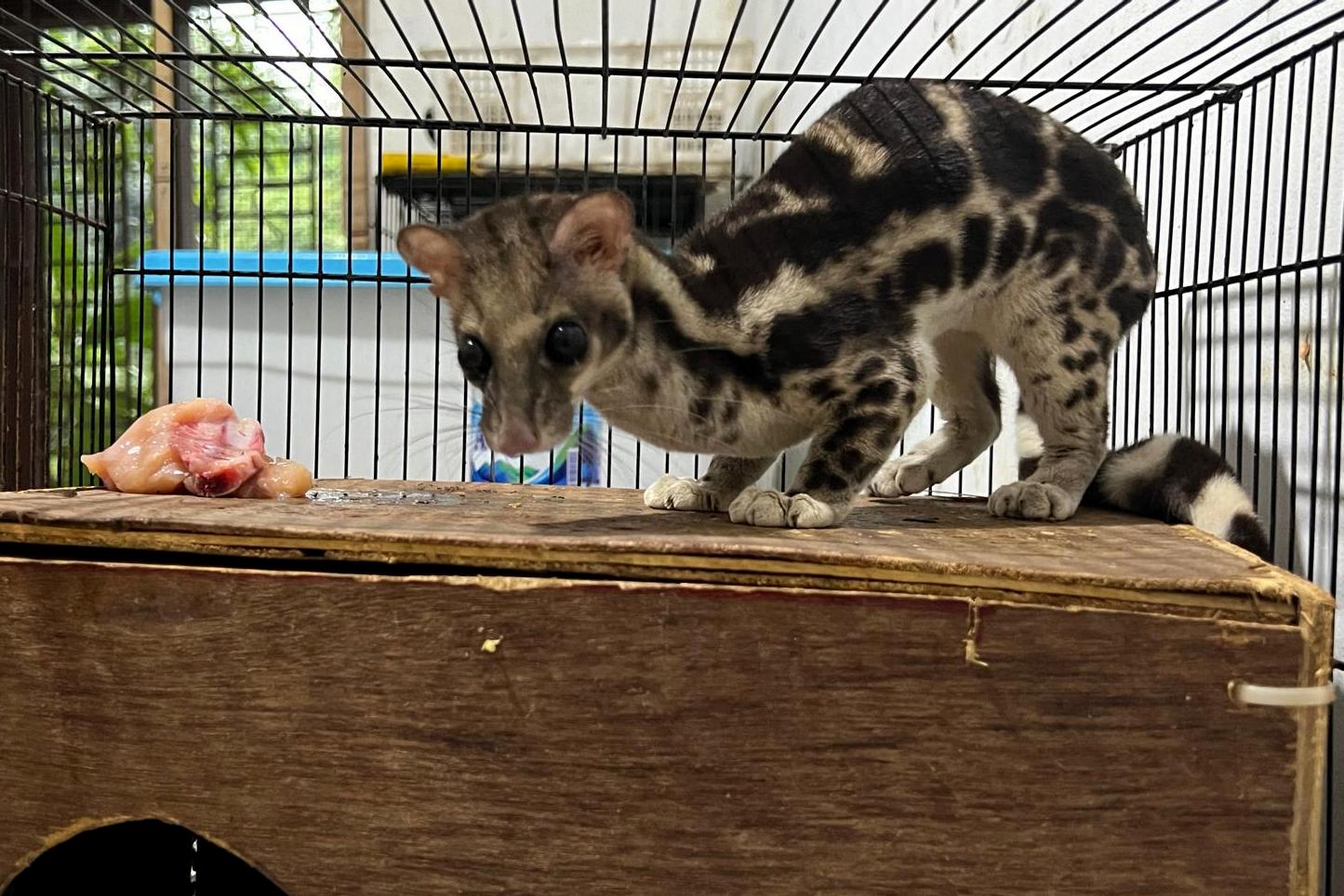 banded linsang (Prionodon linsang)