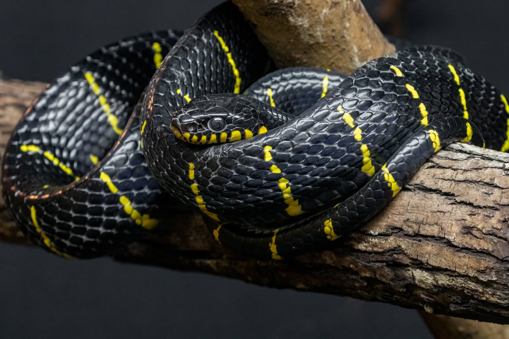 Banded Mangrove Snake / Hamerton / 7-10-20