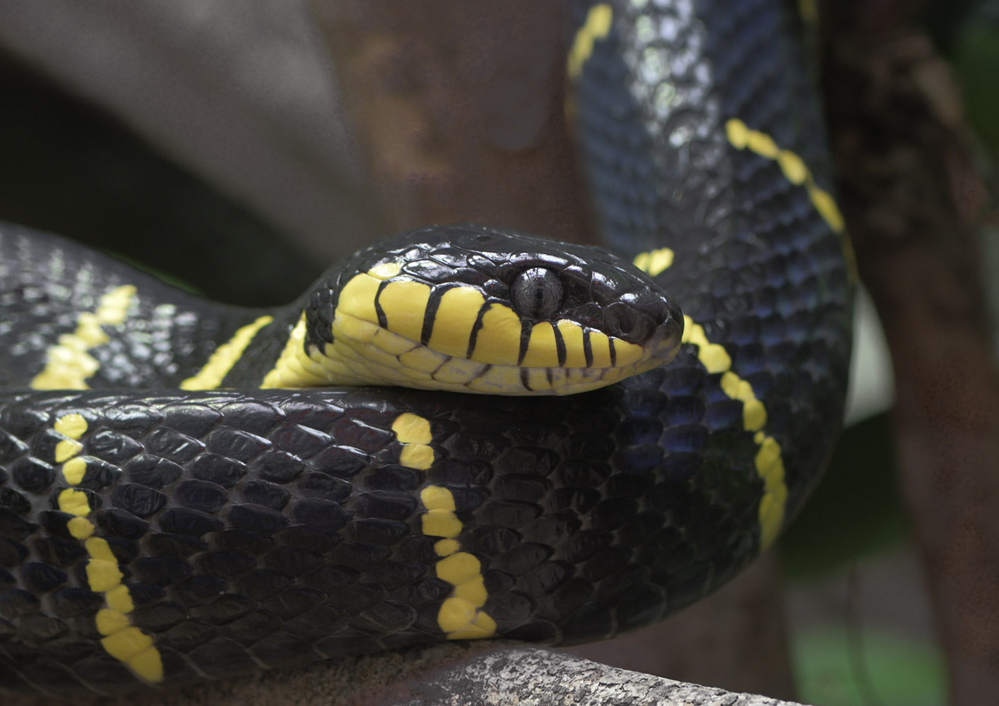 Banded mangrove snake