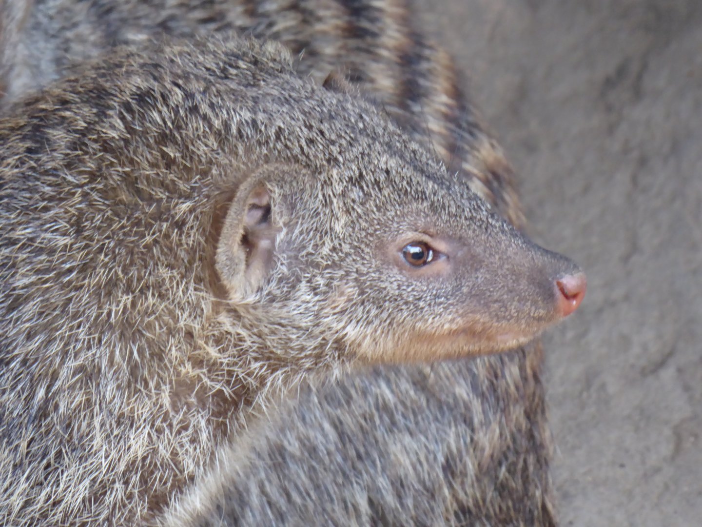 Banded mongoose 011219