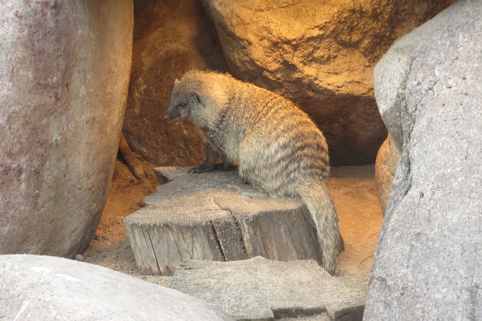 Banded mongoose 031218