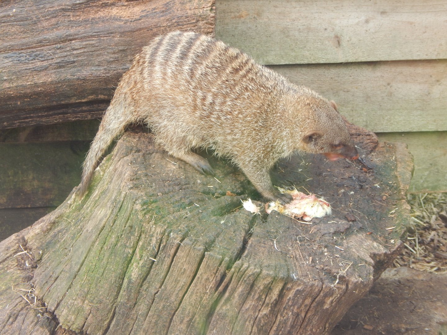 Banded mongoose 060625