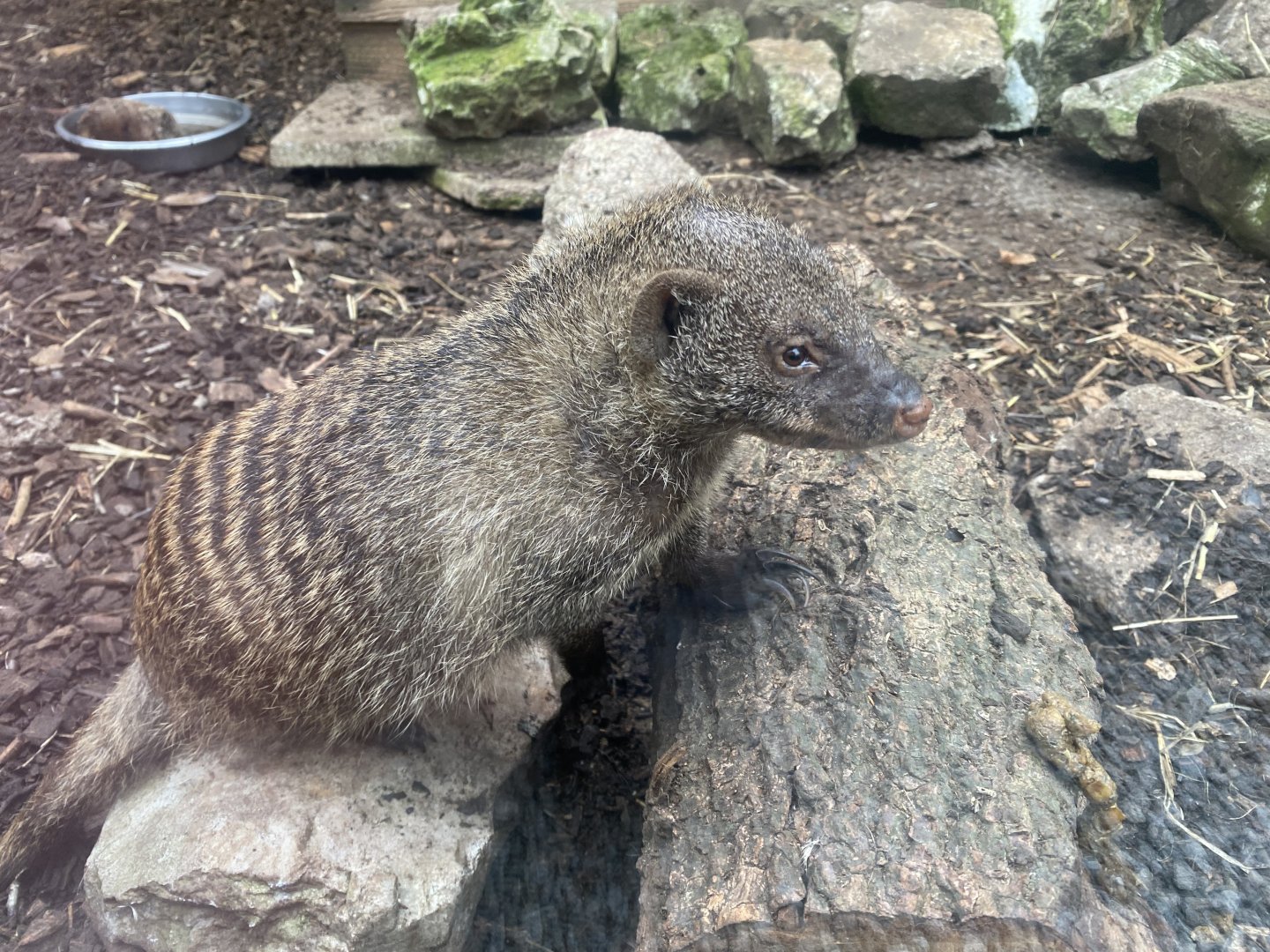 Banded mongoose 101025