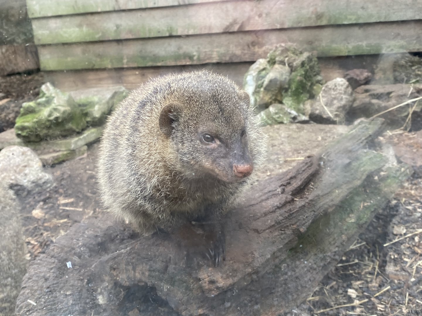 Banded mongoose 101025