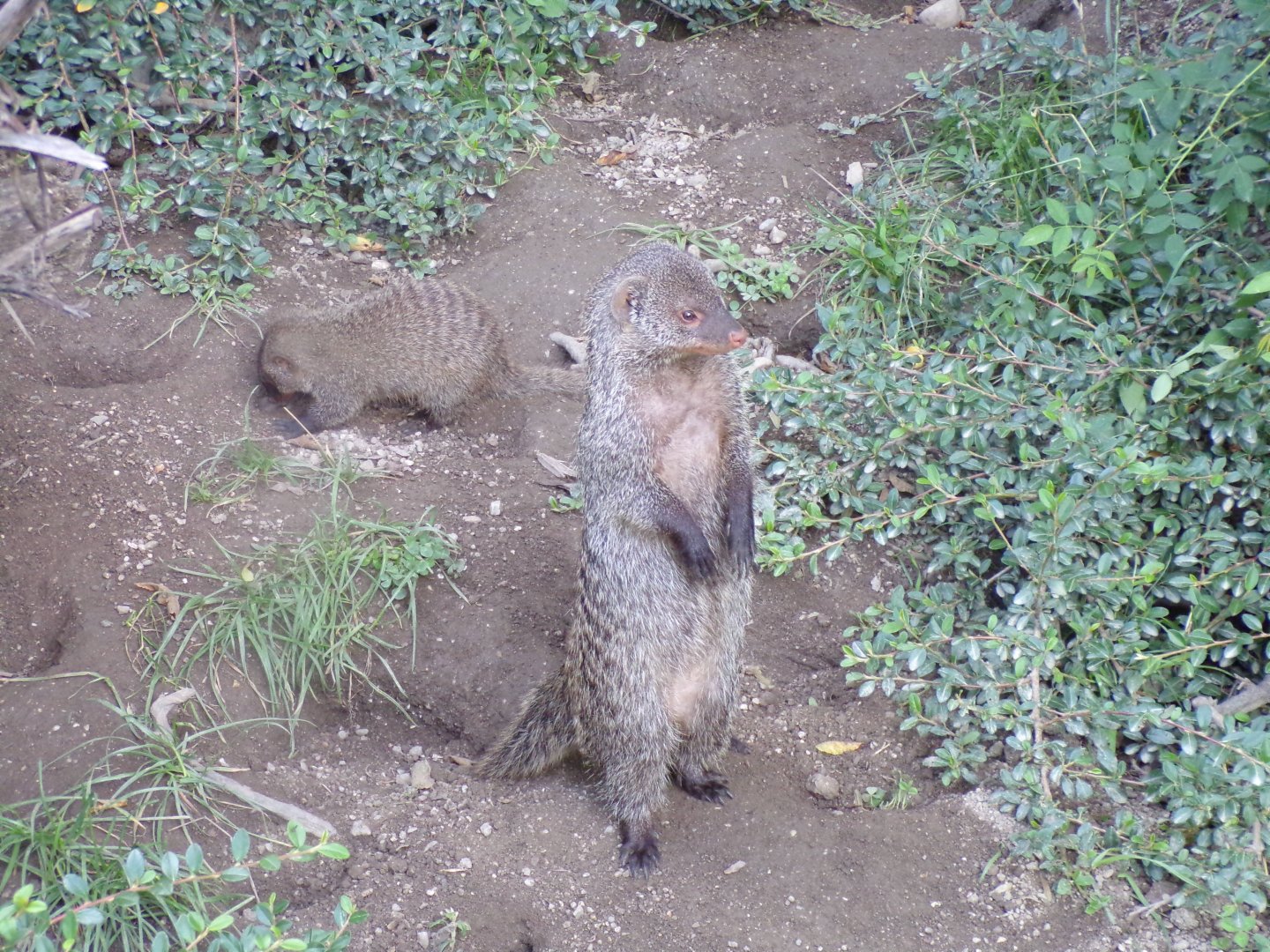 Banded mongoose 13.7.25