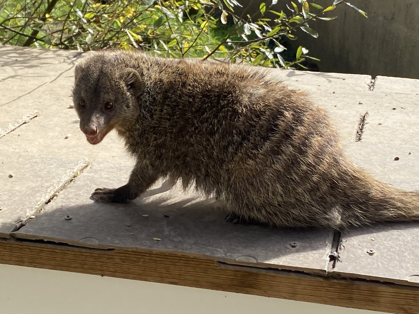 Banded mongoose 151022