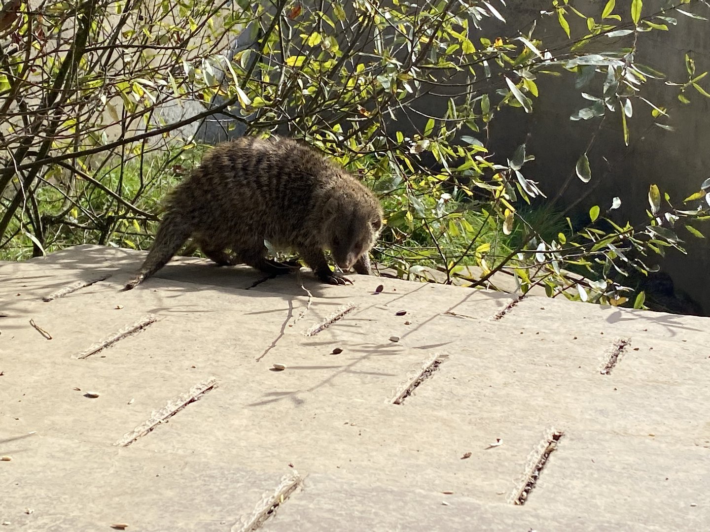 Banded mongoose 151022