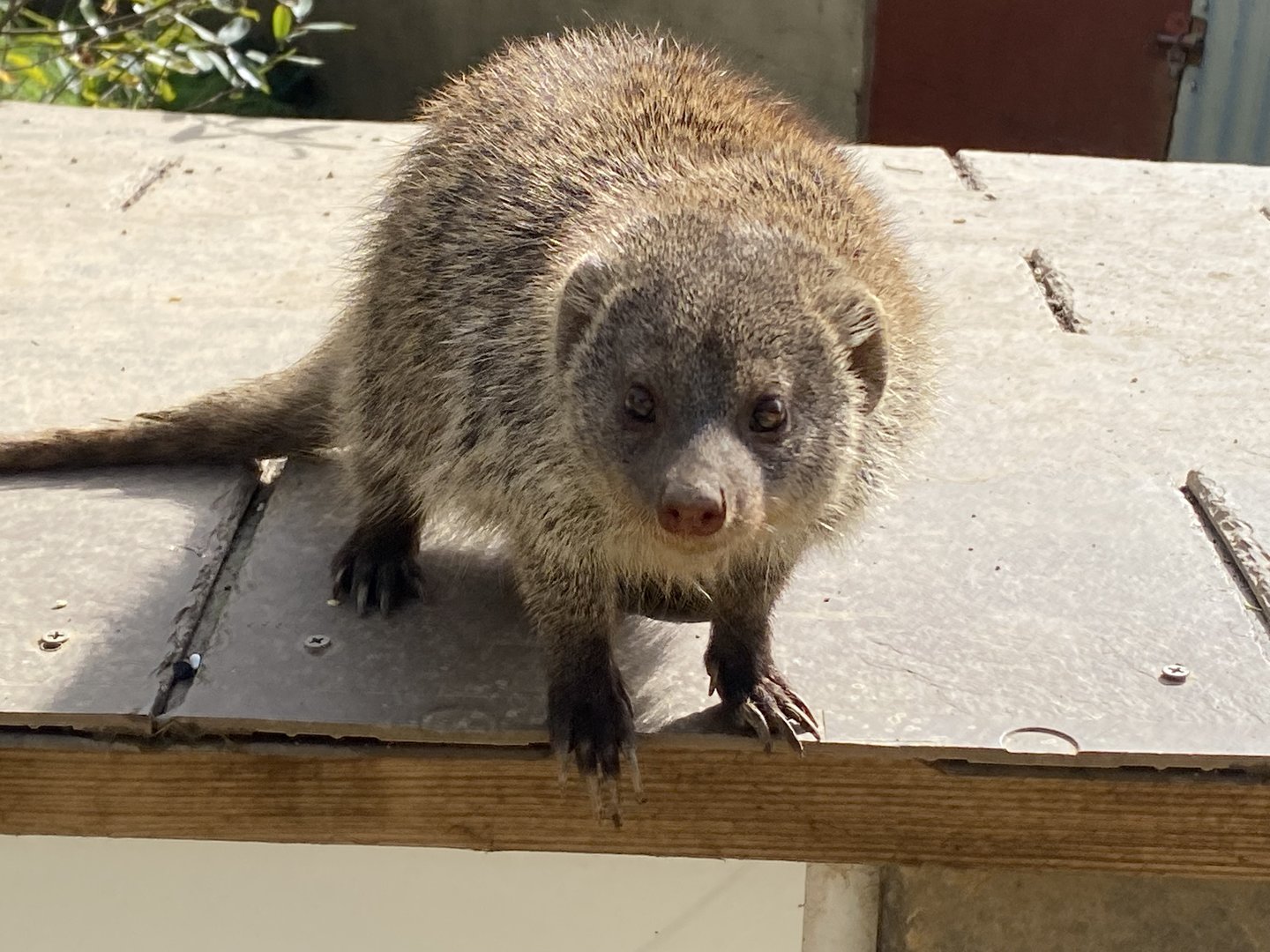 Banded mongoose 151022