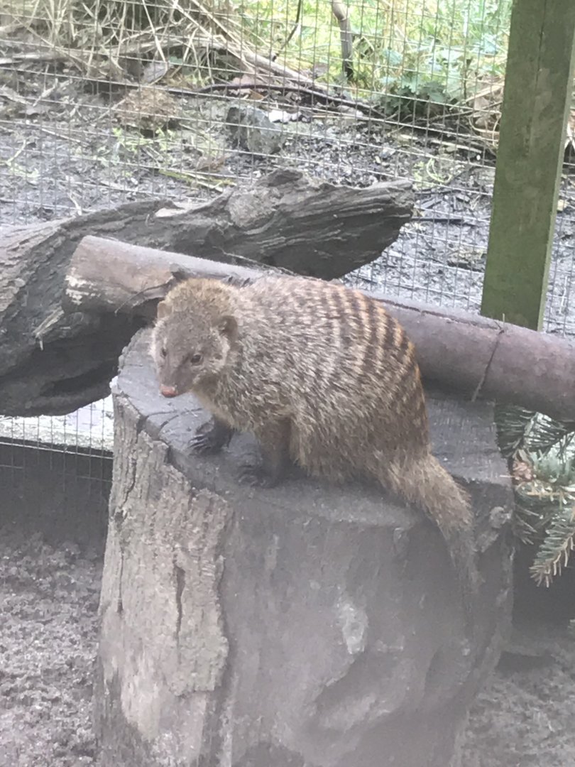 Banded mongoose 170219