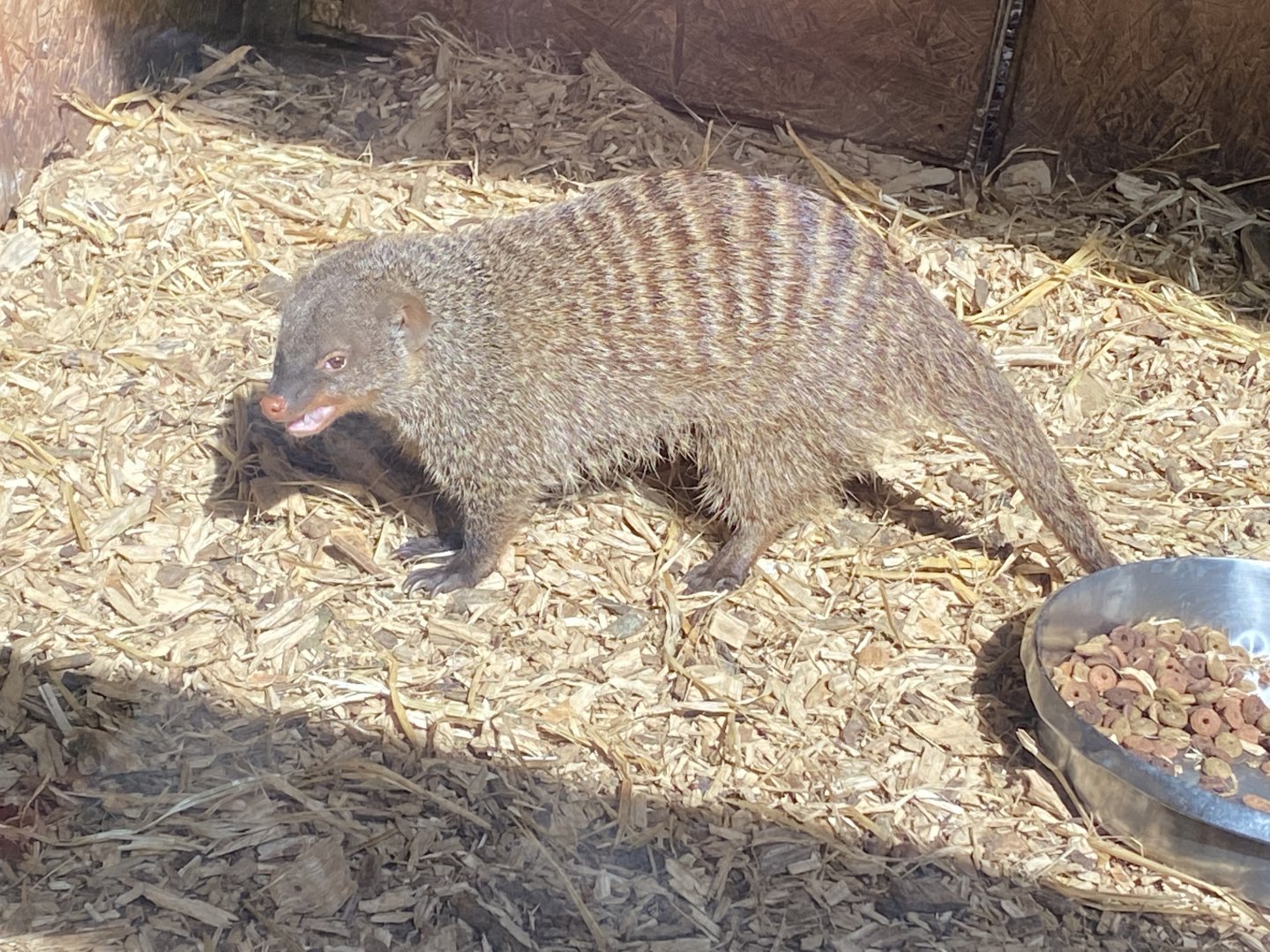 Banded mongoose 190422