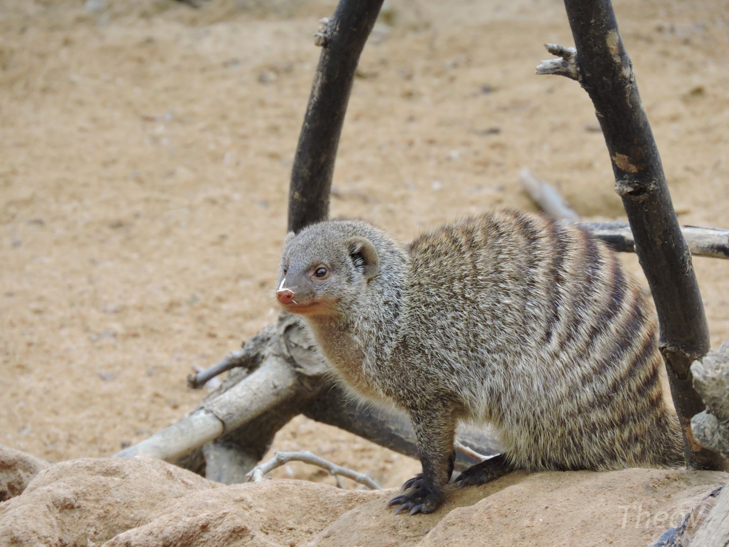 Banded mongoose [2015]