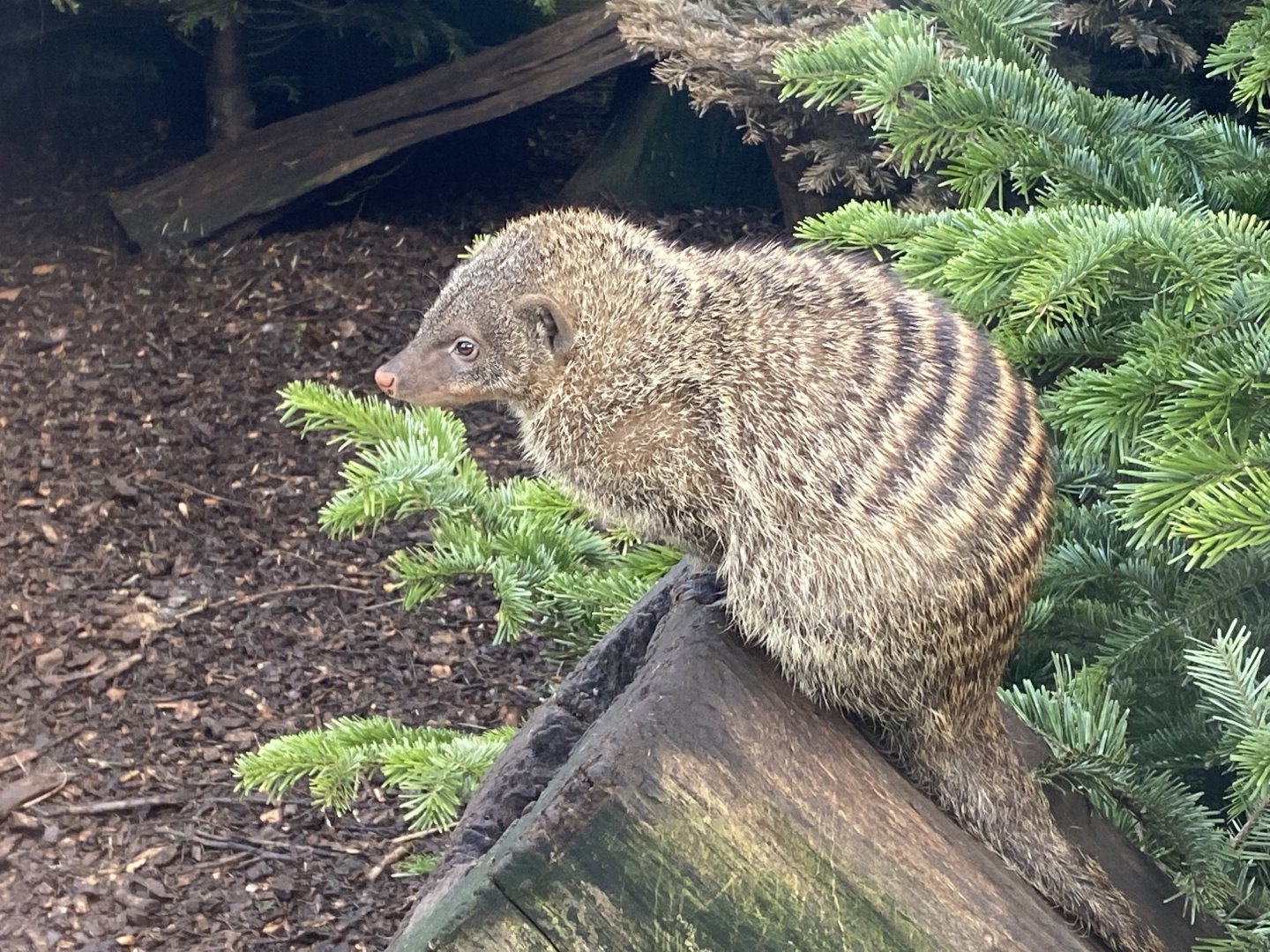 Banded mongoose 250222