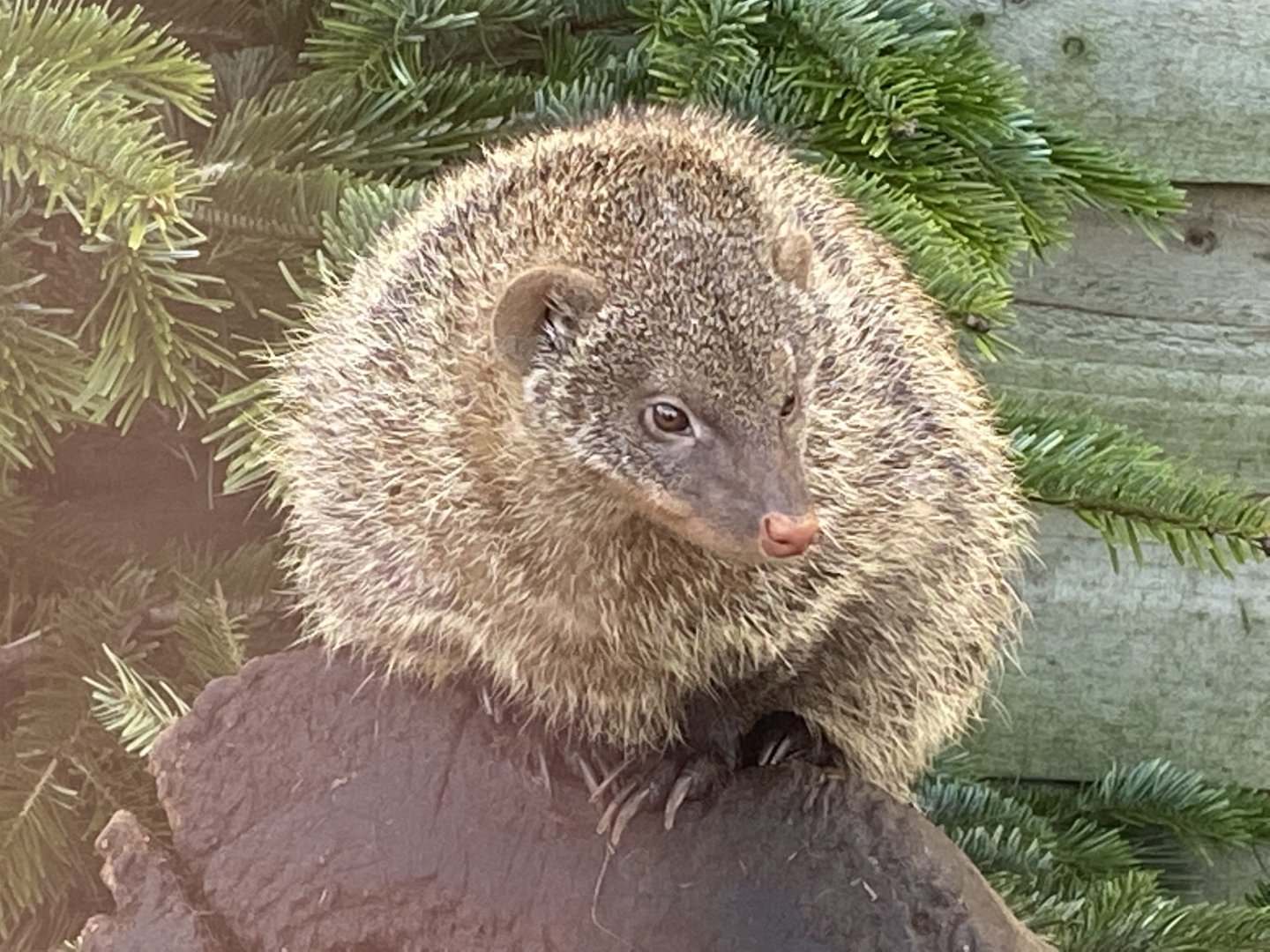 Banded mongoose 250222