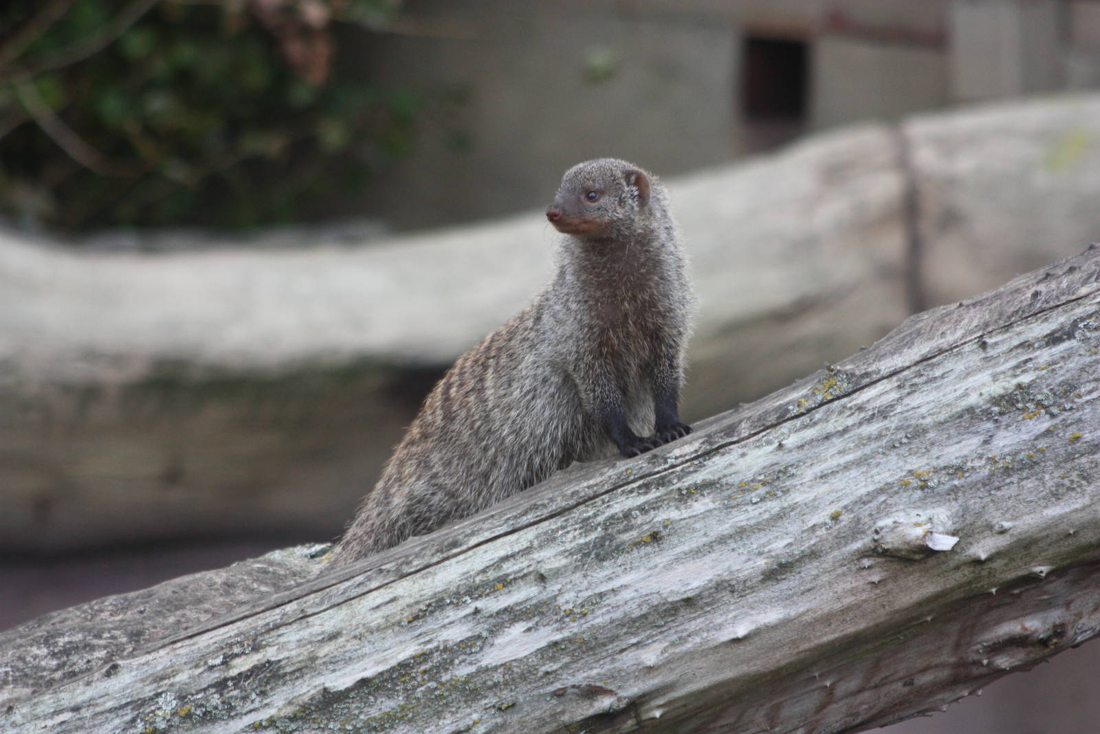 Banded Mongoose, 27th October 2014