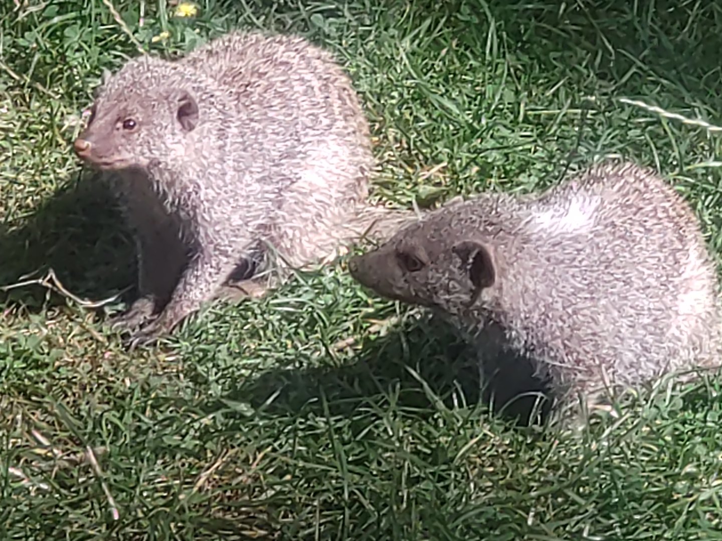 Banded mongoose 3/9/23