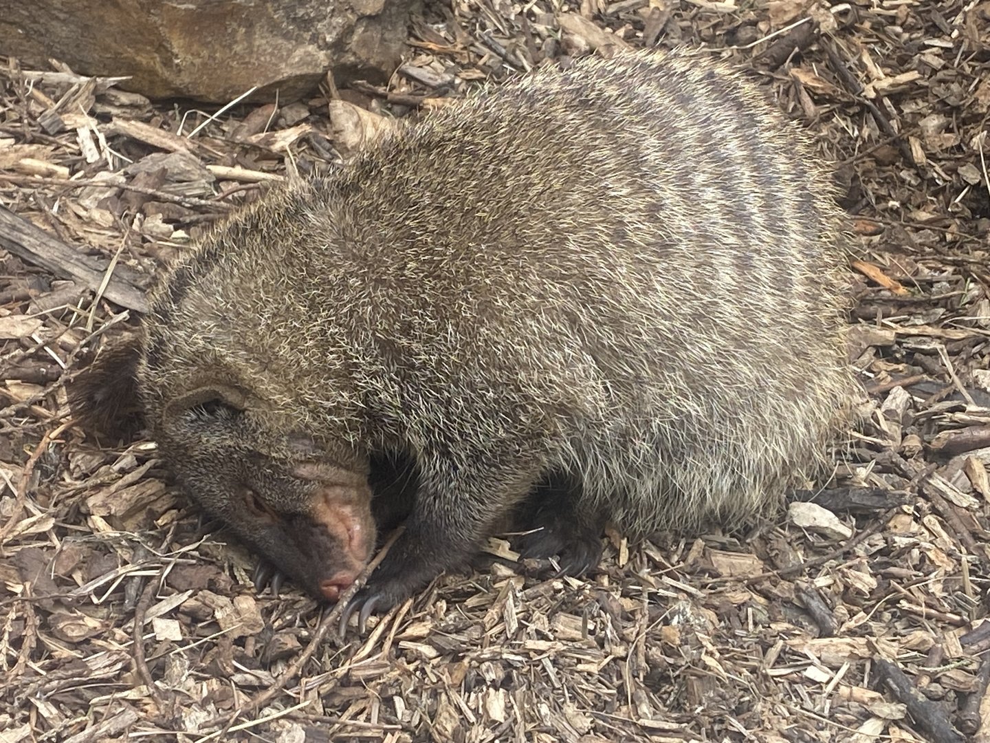 Banded mongoose 300623
