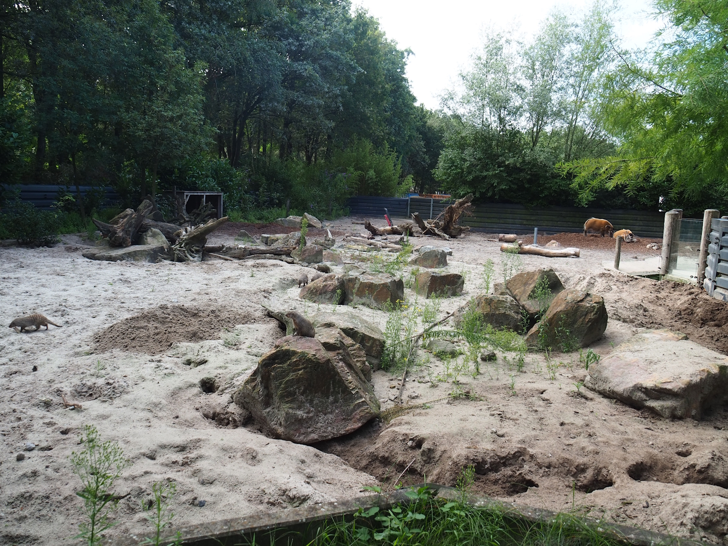 Banded mongoose and Red river hog exhibit, 2023-08-15