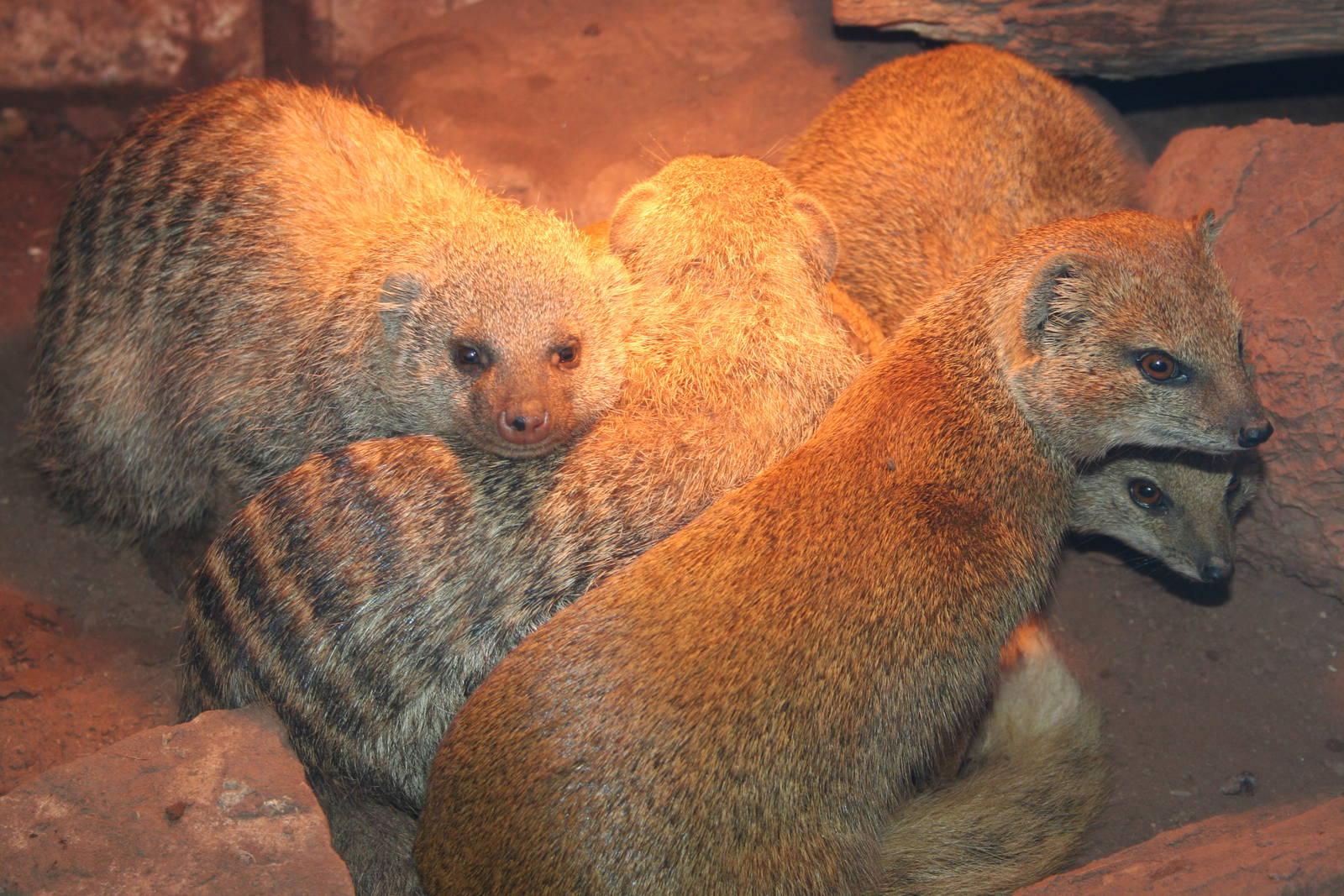 Banded mongoose and Yellow mongoose