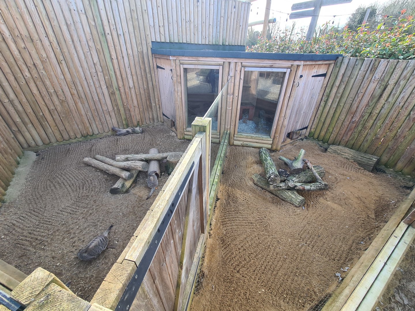 Banded Mongoose and Zorilla Exhibits